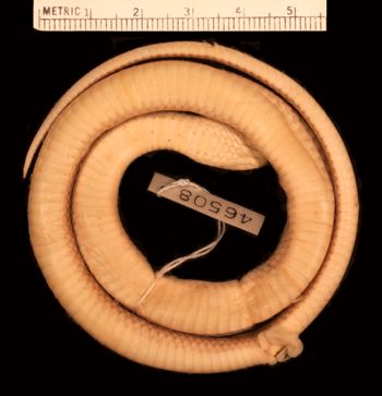 Media type: image;   Herpetology R-46508